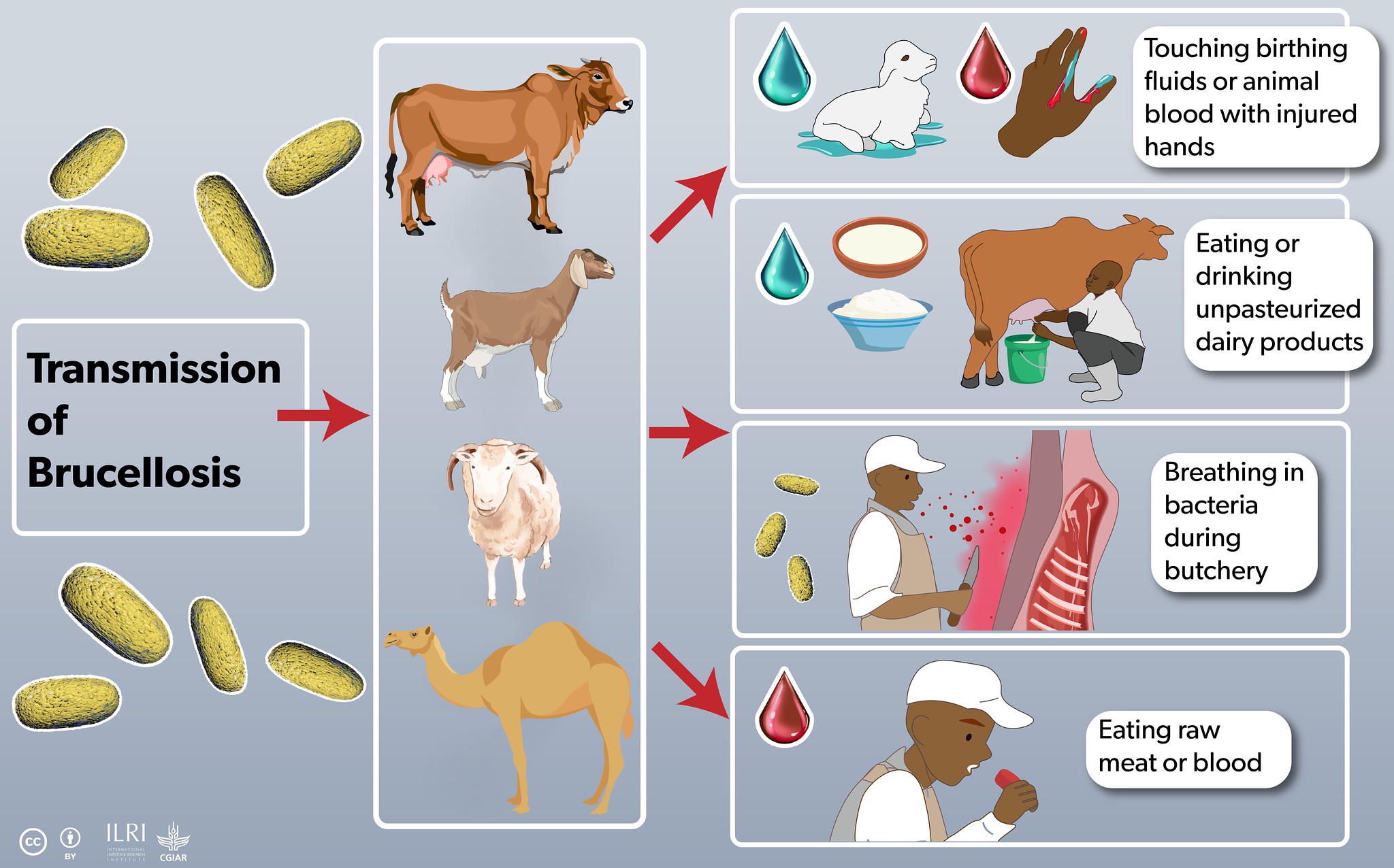 Bridging Science And Tradition To Tackle Zoonotic Diseases In Isiolo ...